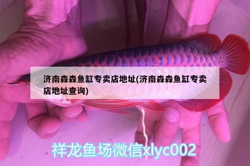 濟南森森魚缸專賣店地址(濟南森森魚缸專賣店地址查詢)