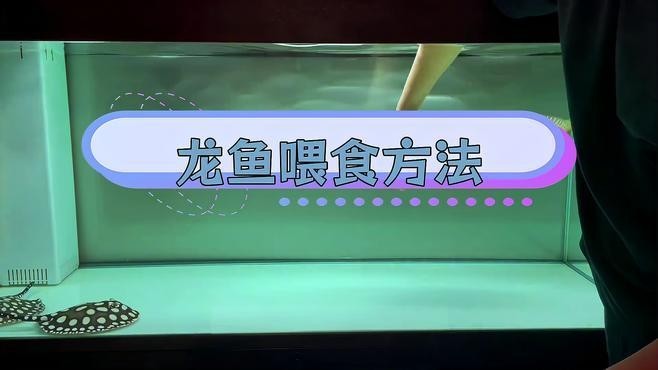 龍魚虎魚魟魚混養喂什么