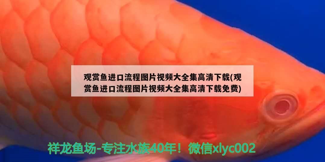 楚雄市鹿城自然水族店