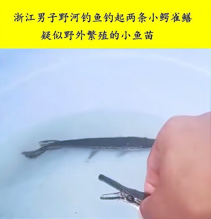 鱷雀鱔有小型品種嗎