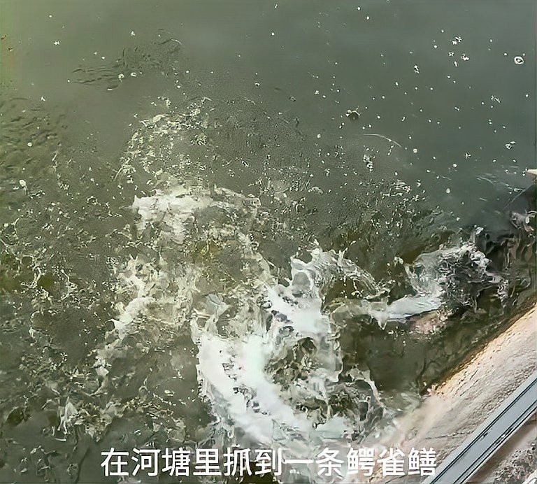 鱷雀鱔有小型品種嗎