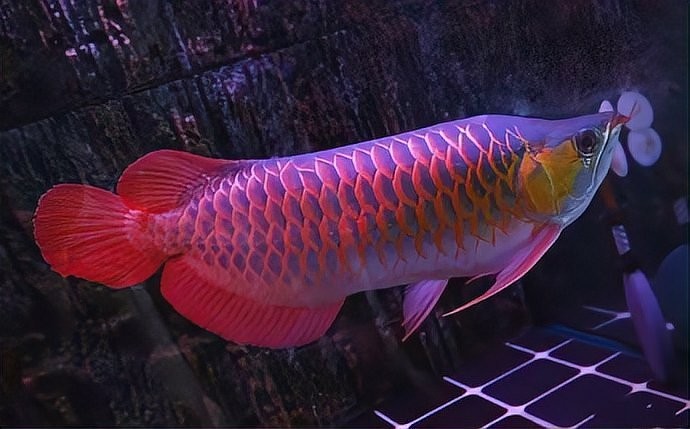 如何預(yù)防紅龍魚的掉眼？ 如何預(yù)防紅龍魚的掉眼？ 2025長(zhǎng)城杯龍魚大賽 第2張