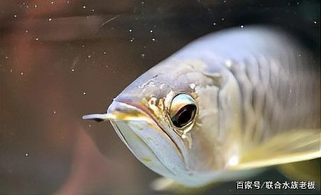 如何預(yù)防紅龍魚的掉眼？ 如何預(yù)防紅龍魚的掉眼？ 2025長(zhǎng)城杯龍魚大賽 第6張