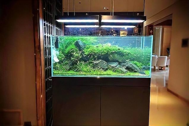 如何欣賞水草造景的藝術美？ 如何欣賞水草造景的藝術美？ 2025長城杯龍魚大賽 第3張