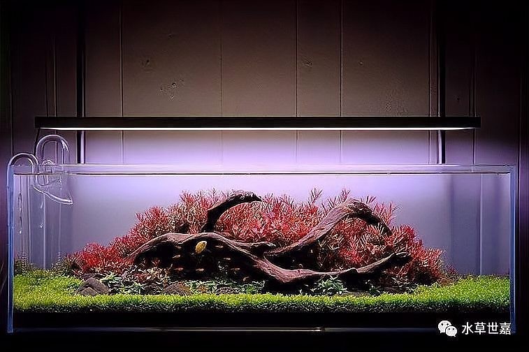 如何欣賞水草造景的藝術美？ 如何欣賞水草造景的藝術美？ 2025長城杯龍魚大賽 第2張