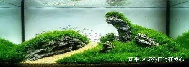 如何欣賞水草造景的藝術美？ 如何欣賞水草造景的藝術美？ 2025長城杯龍魚大賽 第1張