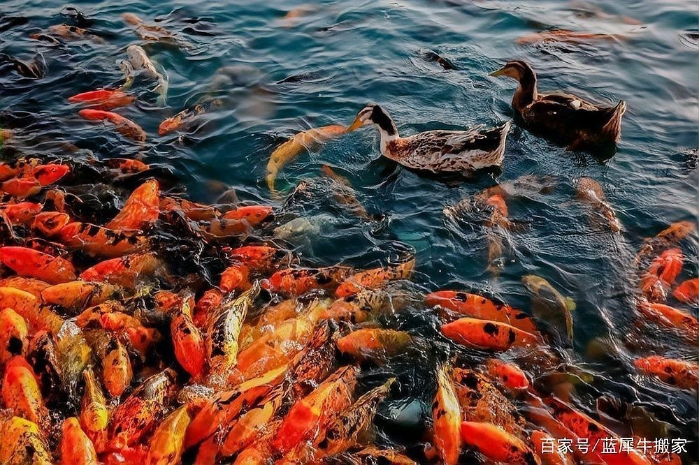 龍魚最配的屬相有哪些