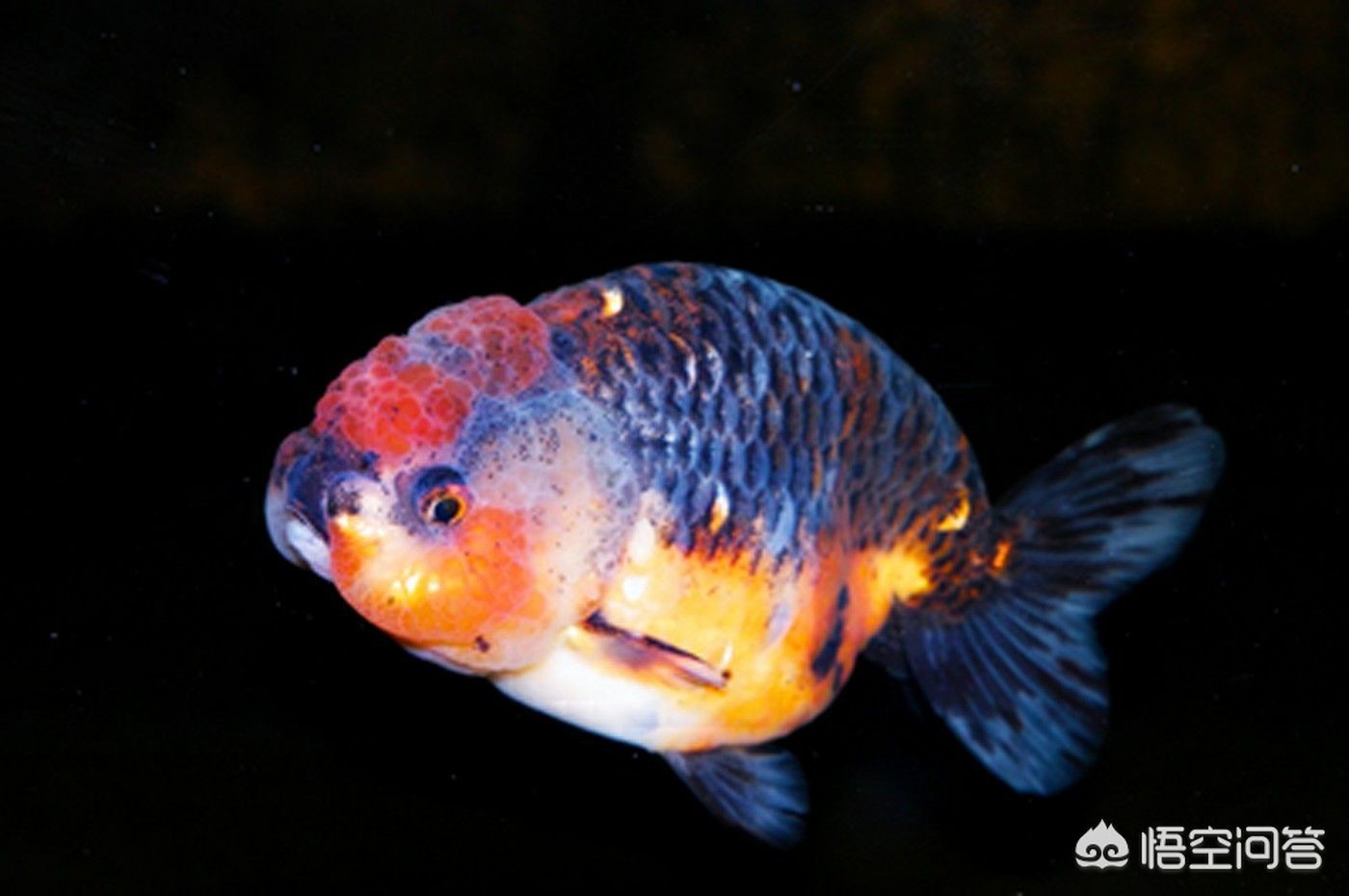 龍魚的水溫大約多少度最好釣：龍魚水溫大約多少度最好釣