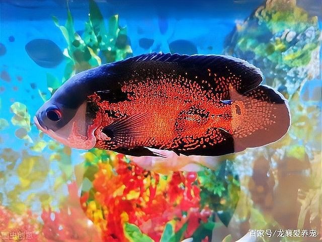 魚缸里面放什么裝飾好