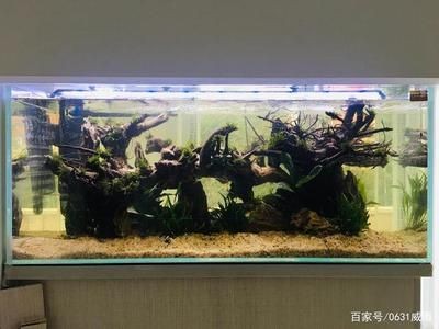 魚缸造景制作方法
