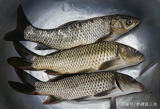 鯽魚10元一條貴么