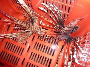 海南海水觀賞魚為啥養不活了呢（關于海南海水觀賞魚養不活的問題）
