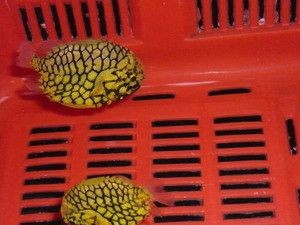 海南海水觀賞魚為啥養(yǎng)不活了呢（關(guān)于海南海水觀賞魚養(yǎng)不活的問題）