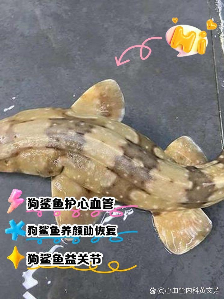 狗鯊和貓鯊哪個(gè)貴