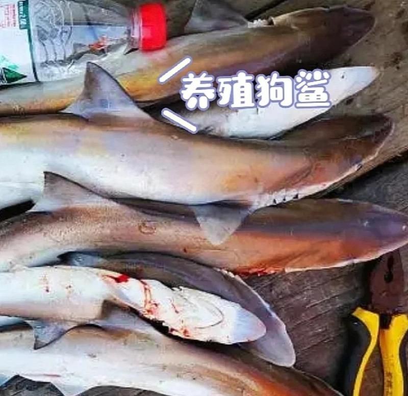 狗鯊和貓鯊哪個(gè)貴