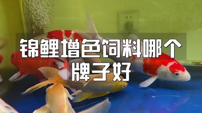 有哪些品牌的增色飼料推薦？