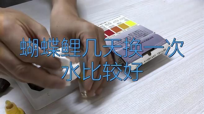 蝴蝶魚多久換一次水