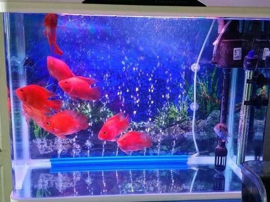 新諾明魚缸用量多少：復方新諾明對魚體健康有影響嗎