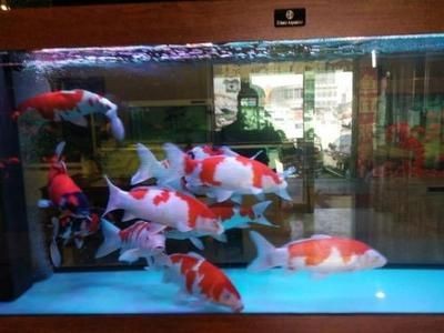 新諾明魚缸用量多少：復方新諾明對魚體健康有影響嗎