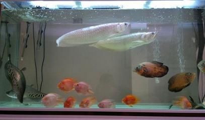 新諾明魚缸用量多少：復方新諾明對魚體健康有影響嗎