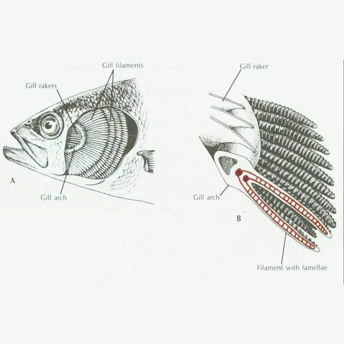 鯊魚(yú)呼吸是腮還是肺