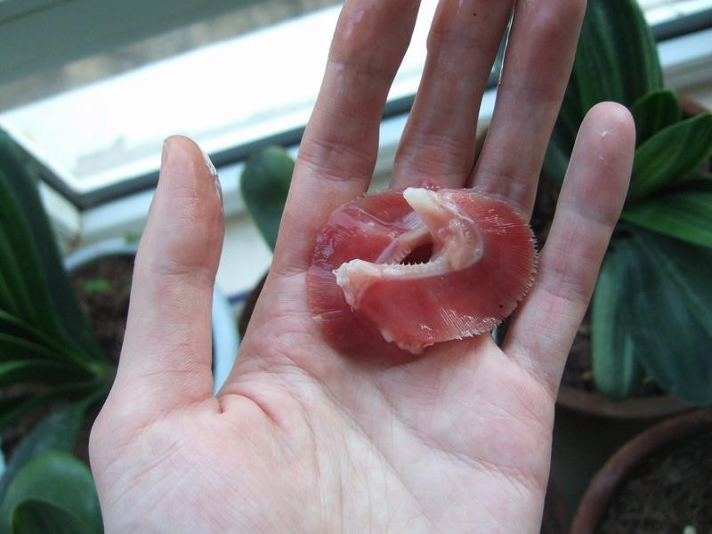 鯊魚(yú)呼吸是腮還是肺