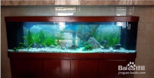 魚缸水草種植的技巧：魚缸水草的種植技巧 魚缸水草種植的技巧：魚缸水草的種植技巧 魚缸百科 第5張