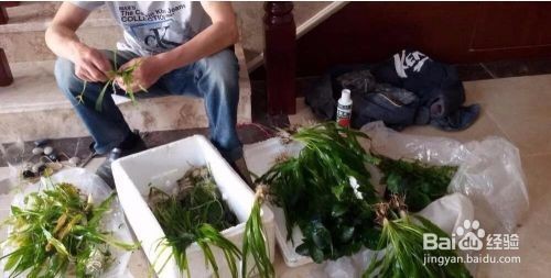 魚缸水草種植的技巧：魚缸水草的種植技巧 魚缸水草種植的技巧：魚缸水草的種植技巧 魚缸百科 第4張