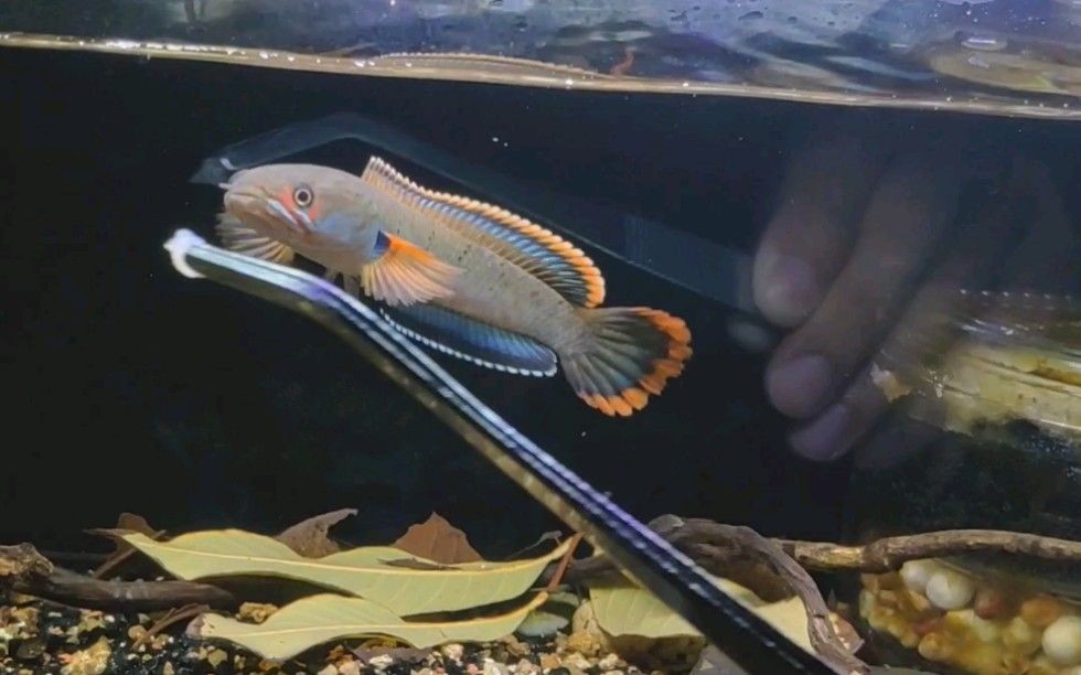 夢幻雷龍魚批發：關于夢幻雷龍魚的批發和貨源基地