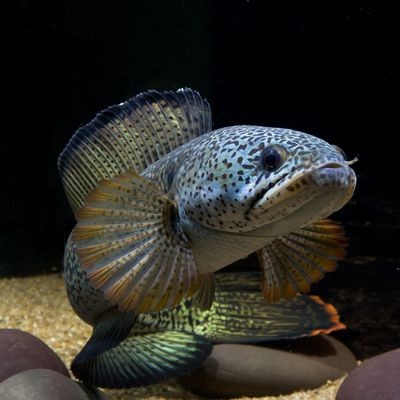 夢幻雷龍魚批發：關于夢幻雷龍魚的批發和貨源基地