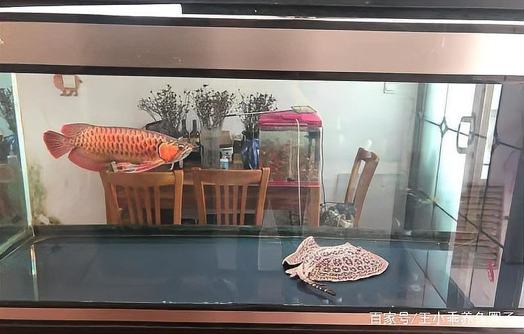 如何選擇適合與紅龍魚混養的配魚? 2025長城杯龍魚大賽 第2張 如何選擇適合與紅龍魚混養的配魚? 如何選擇適合與紅龍魚混養的配魚? 2025長城杯龍魚大賽 第2張