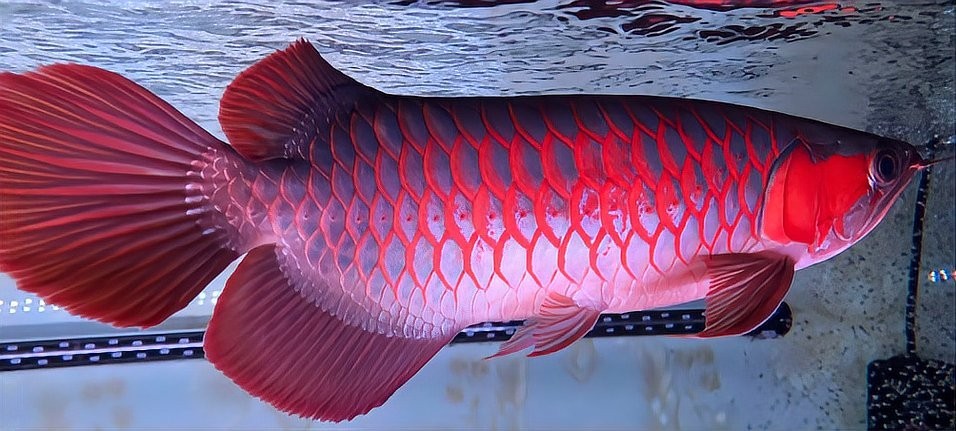 如何選擇適合與紅龍魚混養的配魚? 2025長城杯龍魚大賽 第8張 如何選擇適合與紅龍魚混養的配魚? 如何選擇適合與紅龍魚混養的配魚? 2025長城杯龍魚大賽 第8張
