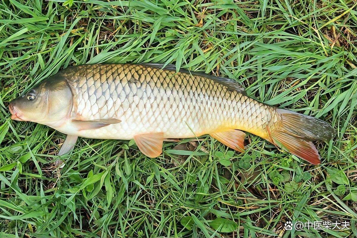三間魚為何盡量少吃 三間魚為何盡量少吃 龍魚論壇 第6張