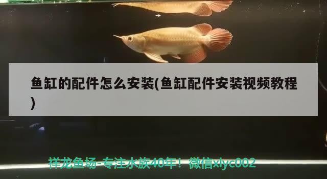 龍沙區(qū)之沅水族商店