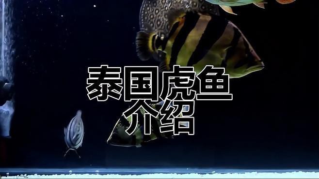 《龍魚養殖與鑒賞2004》有哪些版本？