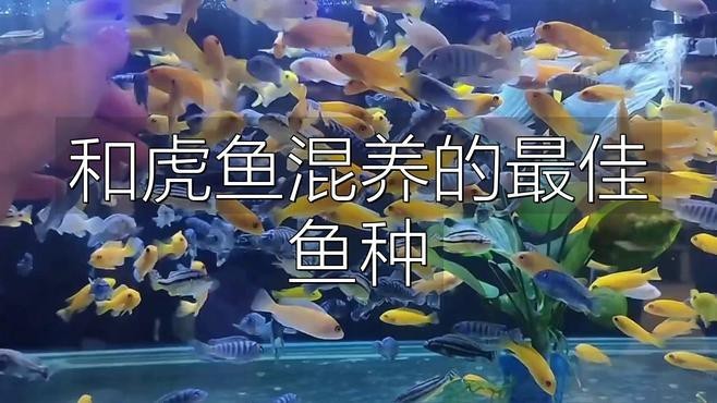 《龍魚養殖與鑒賞2004》有哪些版本？