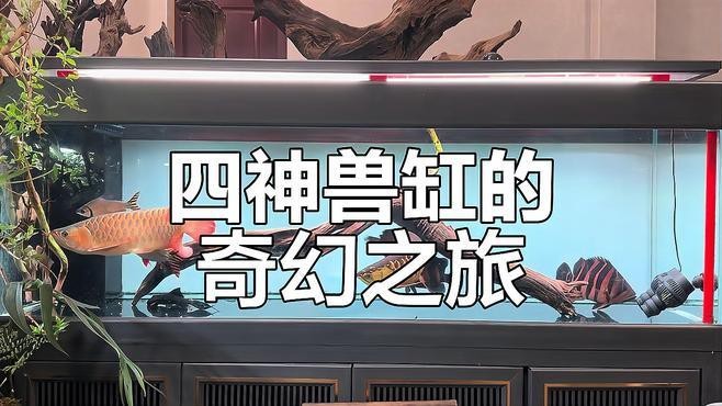 《龍魚養殖與鑒賞2004》有哪些版本？ 《龍魚養殖與鑒賞2004》有哪些版本？ 2025長城杯龍魚大賽 第9張