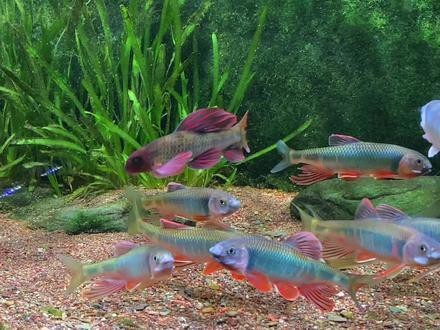 《龍魚養殖與鑒賞2004》有哪些版本？ 《龍魚養殖與鑒賞2004》有哪些版本？ 2025長城杯龍魚大賽 第20張