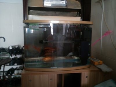 魚缸水混怎么辦？淺談讓魚缸里的水清澈的三種方法（淺談讓魚缸里的水清澈的三種方法） 魚缸水混怎么辦？淺談讓魚缸里的水清澈的三種方法（淺談讓魚缸里的水清澈的三種方法） 魚缸百科 第1張