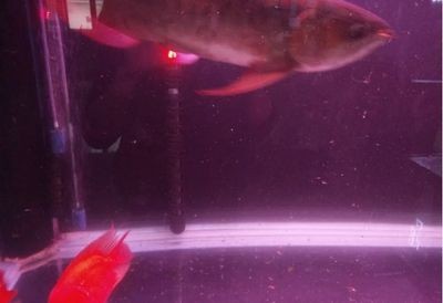 魚缸水混怎么辦？淺談讓魚缸里的水清澈的三種方法（淺談讓魚缸里的水清澈的三種方法） 魚缸水混怎么辦？淺談讓魚缸里的水清澈的三種方法（淺談讓魚缸里的水清澈的三種方法） 魚缸百科 第5張
