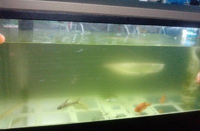 魚缸水混怎么辦？淺談讓魚缸里的水清澈的三種方法（淺談讓魚缸里的水清澈的三種方法） 魚缸水混怎么辦？淺談讓魚缸里的水清澈的三種方法（淺談讓魚缸里的水清澈的三種方法） 魚缸百科 第4張