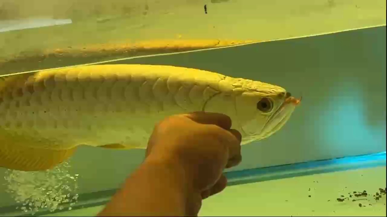 AG琥珀金：炮彈頭42至45公分