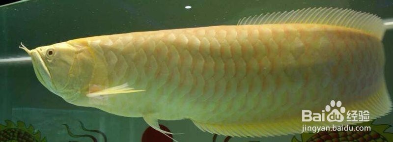 金龍魚張開嘴是怎么回事