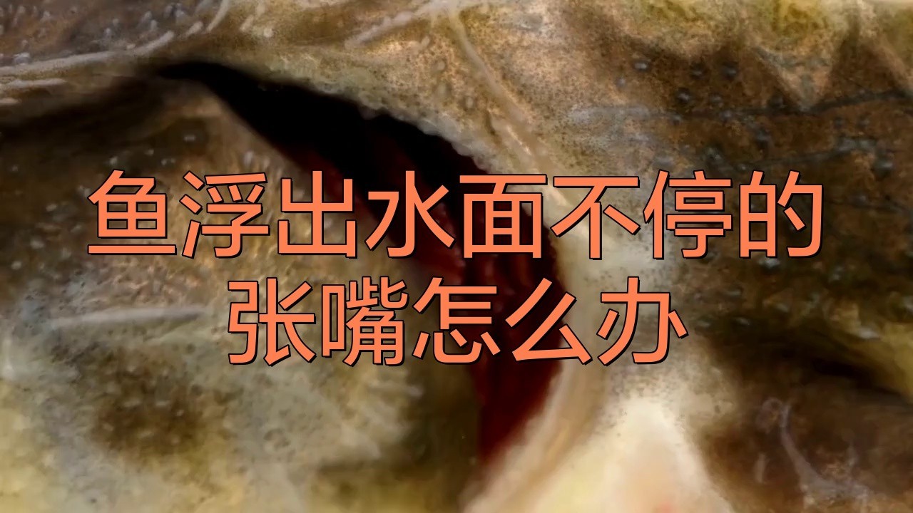 金龍魚張開嘴是怎么回事