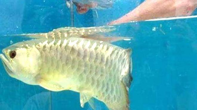 金龍魚張開嘴是怎么回事