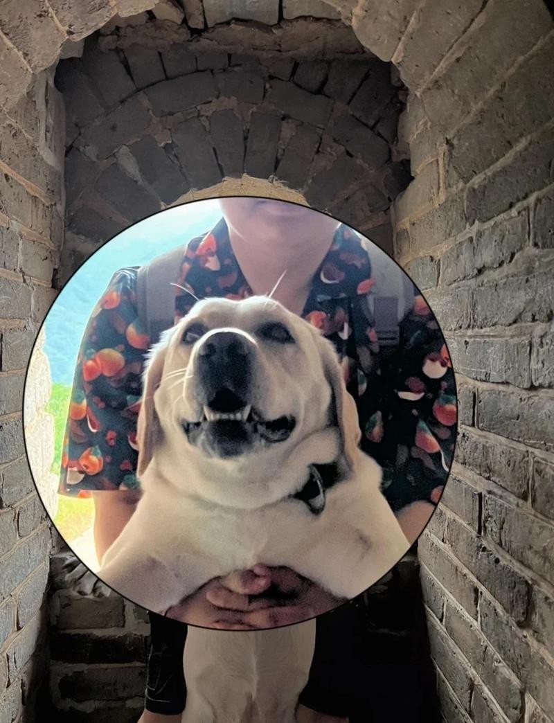 水長城有哪些寵物友好項目? 2025長城杯龍魚大賽 第11張 水長城有哪些寵物友好項目? 水長城有哪些寵物友好項目? 2025長城杯龍魚大賽 第11張