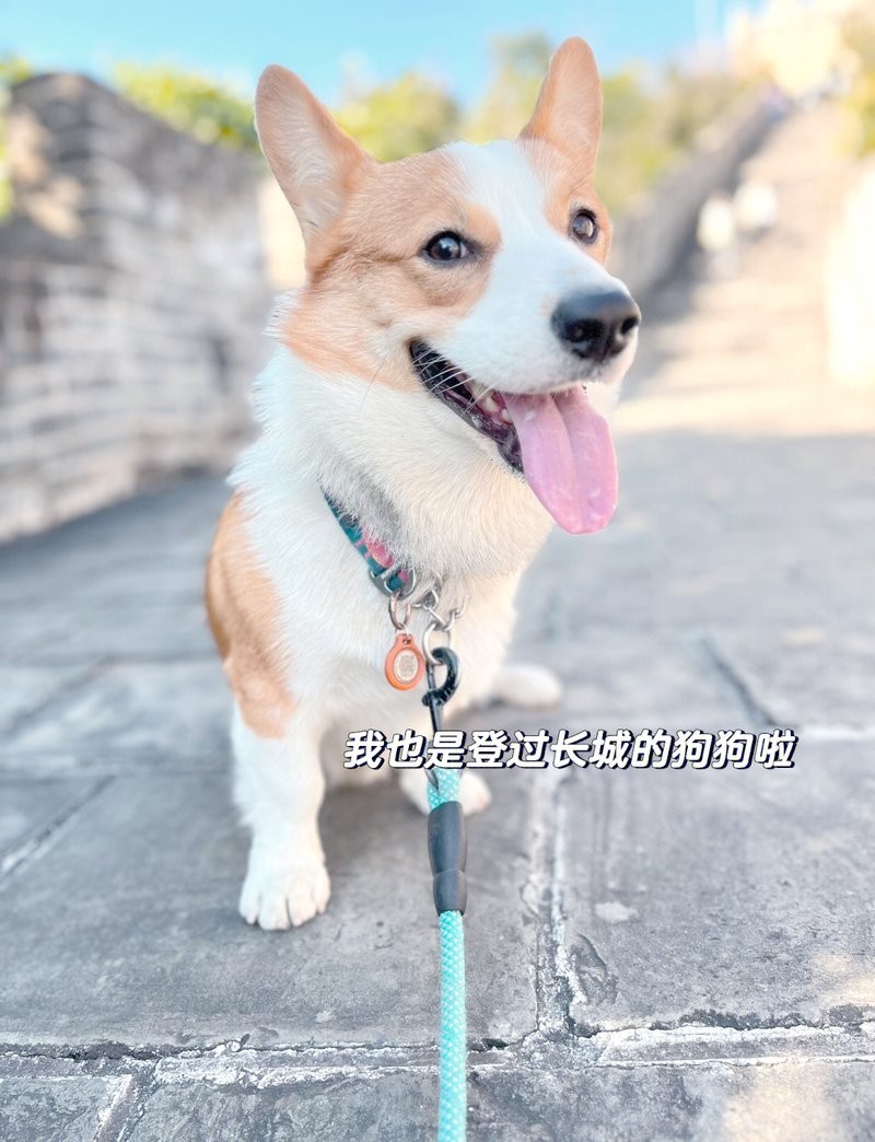 水長城有哪些寵物友好項目? 2025長城杯龍魚大賽 第9張 水長城有哪些寵物友好項目? 水長城有哪些寵物友好項目? 2025長城杯龍魚大賽 第9張