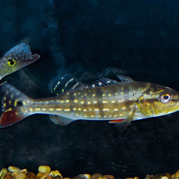 繁星三間魚能長到多大 繁星三間魚能長到多大 龍魚論壇 第1張