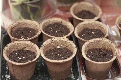 魚缸水草種植技巧和管理方法根據自己的喜好和魚缸的具體情況選擇：如何調節魚缸水質