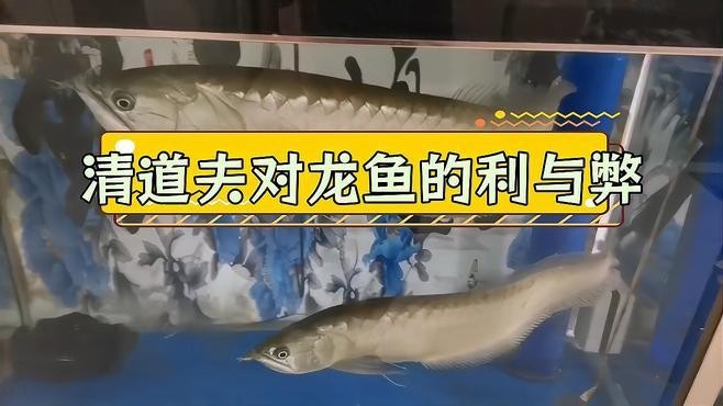 龍魚錦標賽的參賽費用是多少？